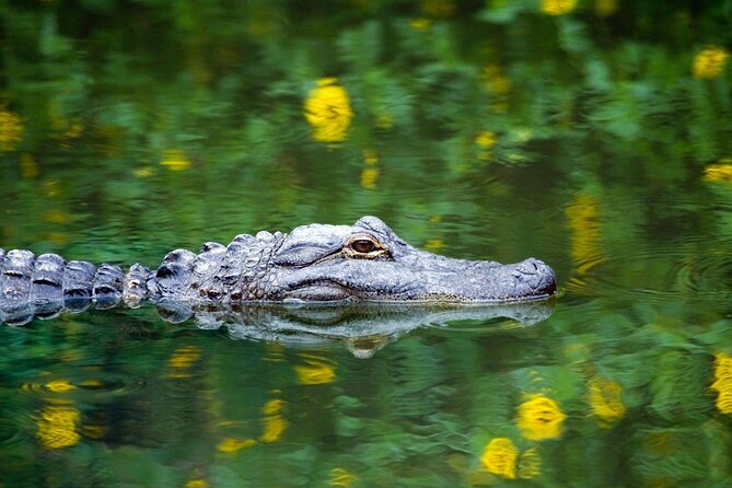 1-Hour Evening Airboat Ride - Key points to know before you go