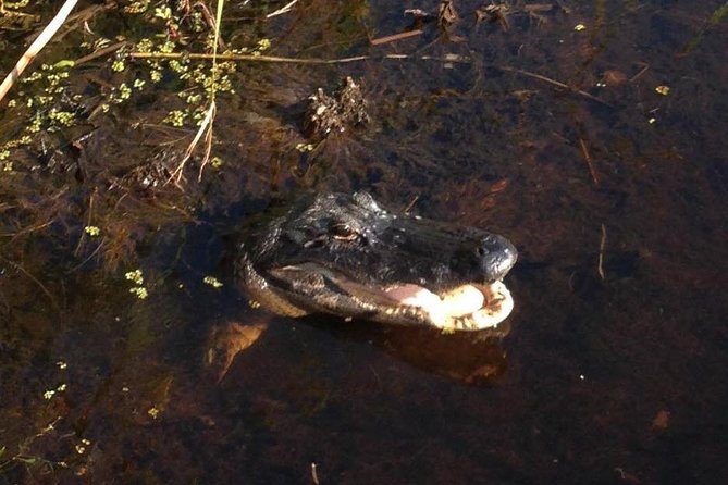 1-Hour Evening Airboat Ride - Weather and cancellation concerns