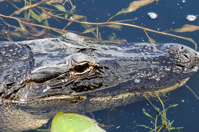 1 Hour Everglades Airboat Tour Orlando Florida - Key points to know before you go