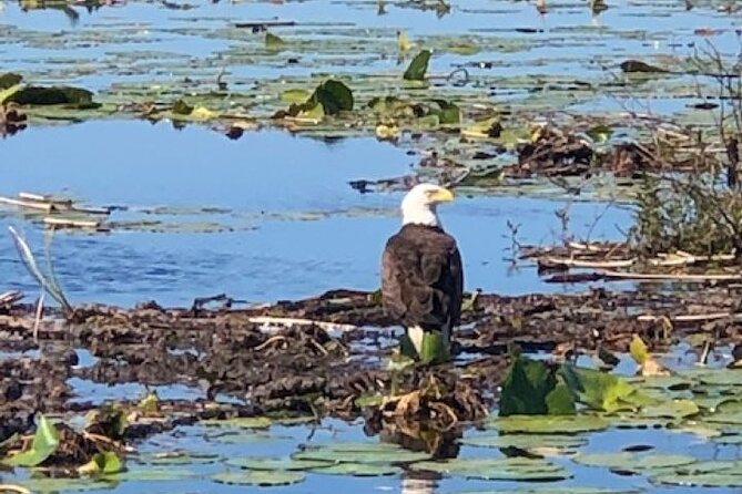 1 Hour Everglades Airboat Tour Orlando Florida - Wildlife sightings: what you might see