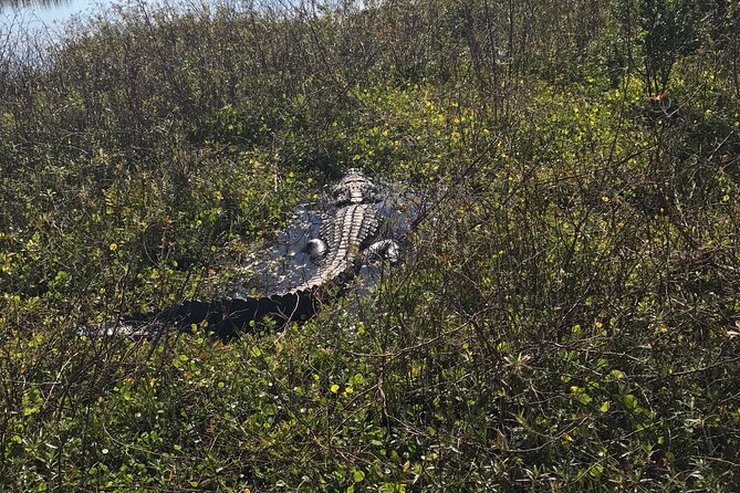 1 Hour Everglades Airboat Tour Orlando Florida - Practical tips for a smoother outing