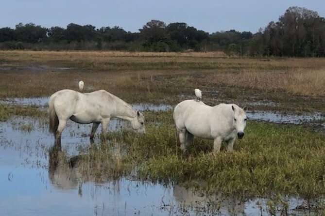 1 Hour Everglades Airboat Tour Orlando Florida - My call: book it for a short, real wildlife break