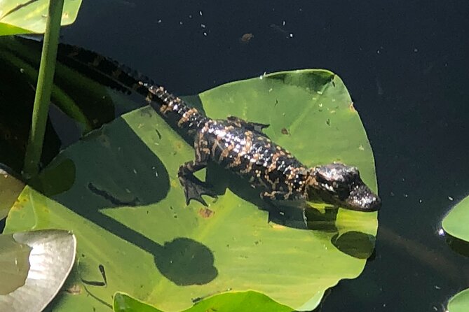 1 Hour Everglades Airboat Tour Orlando Florida - Why the guide can make or break the ride