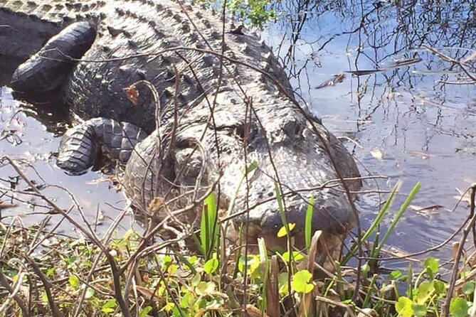 1 Hour Florida Everglades Wildlife Tour - Key points before you book