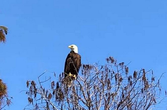 1 Hour Florida Everglades Wildlife Tour - The value of one hour at $58.50