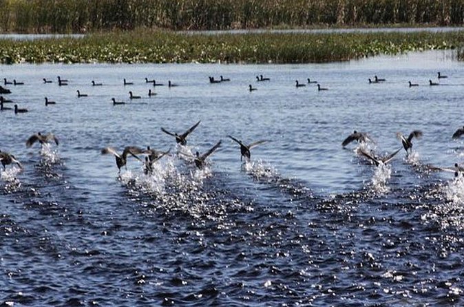 1 Hour Florida Everglades Wildlife Tour - The family-owned touch