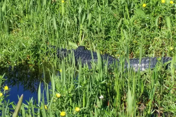 1 Hour Florida Everglades Wildlife Tour - Meeting in Kissimmee, not central Orlando