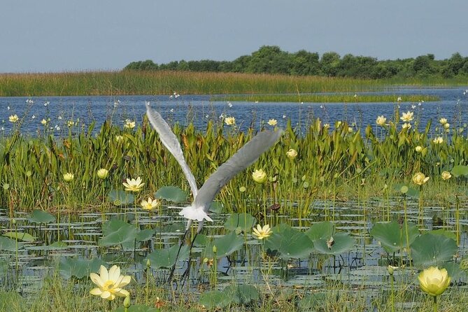 1 Hour Florida Everglades Wildlife Tour - What happens during the one-hour outing