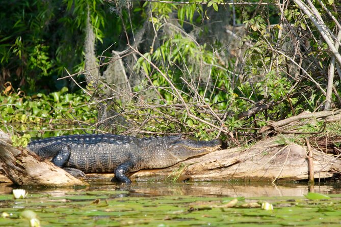 1 Hour Historical Wildlife Tour of The Famous Chain of Lakes - Key things to know before you book