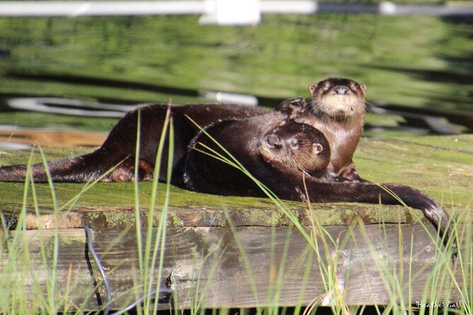 1 Hour Historical Wildlife Tour of The Famous Chain of Lakes - Cruising through the famous Chain of Lakes
