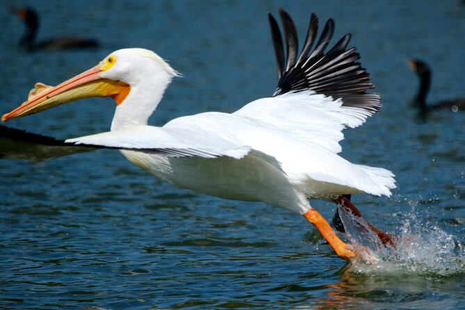 1 Hour Historical Wildlife Tour of The Famous Chain of Lakes - How much value do you get for $26.50?