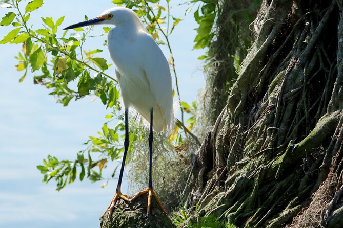 1 Hour Historical Wildlife Tour of The Famous Chain of Lakes - Heat, shade, and comfort