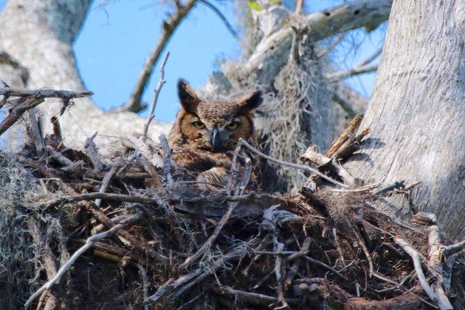 2 Hour Historical Wildlife Tour of the Chain of Lakes - Why Winter Haven’s Chain of Lakes is worth your time