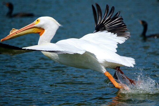 2 Hour Historical Wildlife Tour of the Chain of Lakes - Cypress Gardens and the Florida-shaped pool