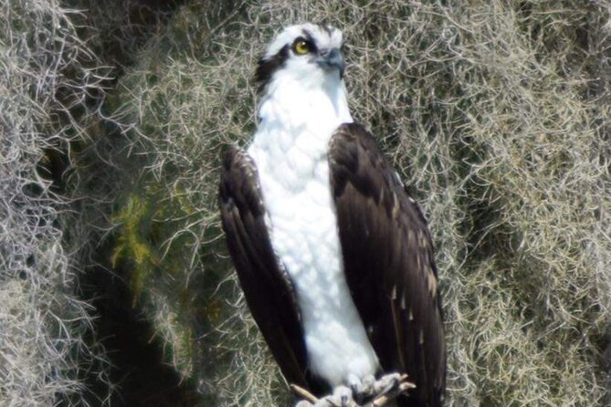 2 Hour Historical Wildlife Tour of the Chain of Lakes - Watching for birds, alligators, and other wildlife