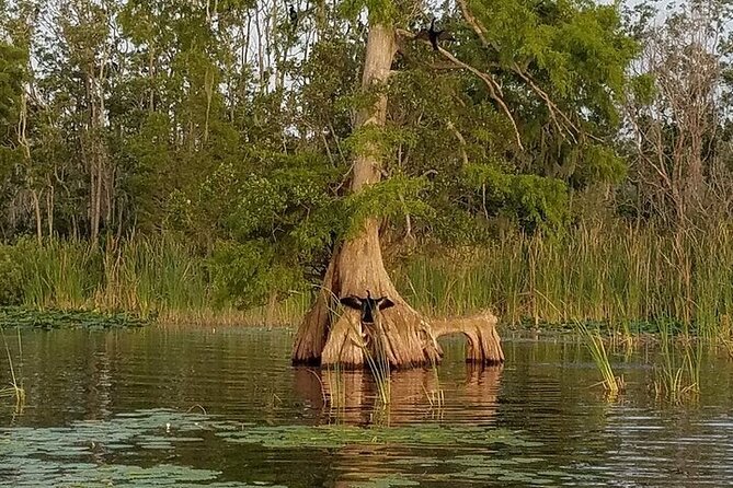 2 Hour Historical Wildlife Tour of the Chain of Lakes - Is $41.50 a good value?