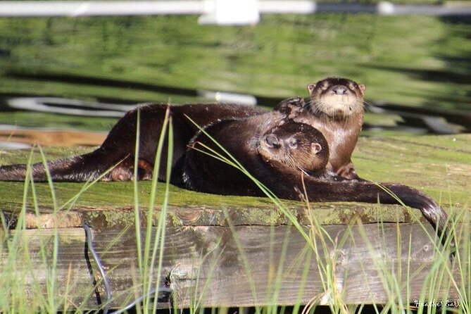 2 Hour Historical Wildlife Tour of the Chain of Lakes - Leaving Harborside and entering the canal system