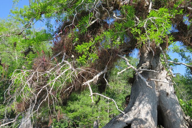 3 Hour Small Group Lake Norris Kayak Activity - Looking for osprey in the cypress trees
