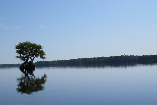 3 Hour Small Group Lake Norris Kayak Activity - Paddling beneath the dwarf cypress