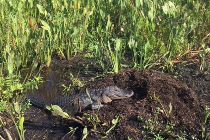 90 Minute Airboat Tour in the Florida Everglades - Why this short Everglades trip works