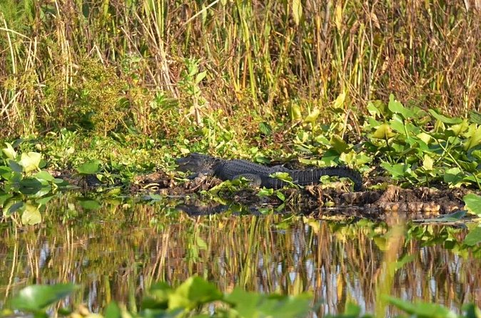 90 Minute Airboat Tour in the Florida Everglades - Alligators, turtles, and the luck of the day