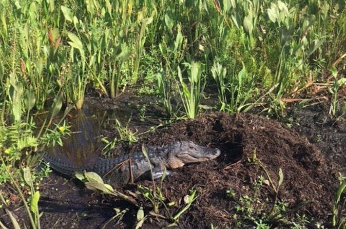90 Minute Airboat Tour in the Florida Everglades - Weather, cancellation, and practical planning