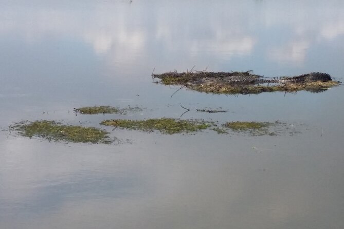 90 Minute Airboat Tour in the Florida Everglades - What happens during the 90-minute boat ride