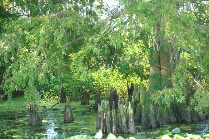 90 minute Everglades Airboat Tour near Orlando Florida - Why the captain makes such a difference