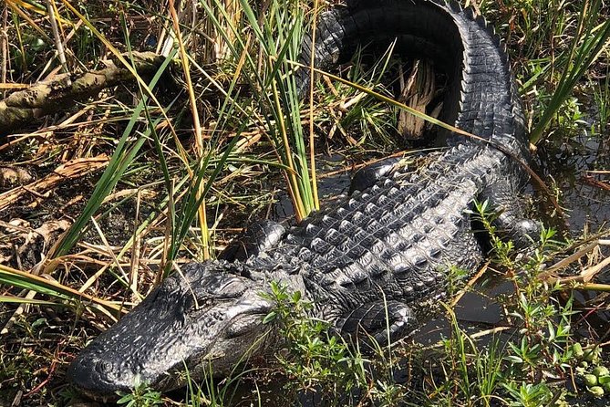 90 minute Everglades Airboat Tour near Orlando Florida - The $89 price and what you receive