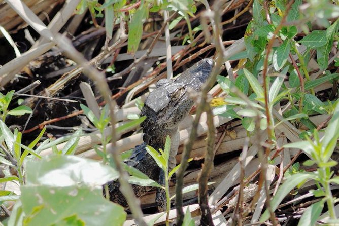 90 minute Everglades Airboat Tour near Orlando Florida - What the 90-minute ride feels like