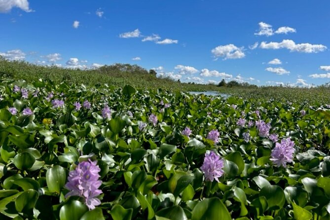 90 Minute Florida Everglades Boat Eco Tour - A close look at Florida wildlife on Lake Toho