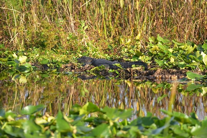 90 Minute Florida Everglades Boat Eco Tour - Who will enjoy this most