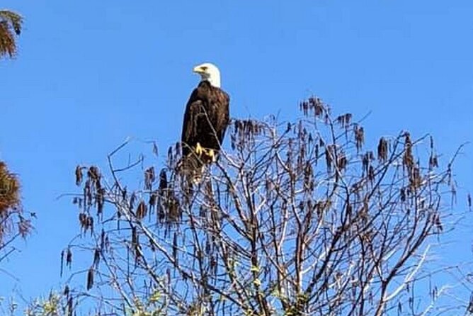 90 Minute Florida Everglades Boat Eco Tour - Practical details for planning your visit