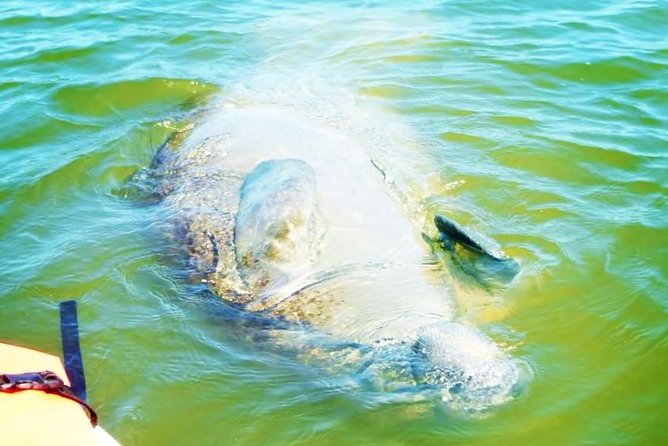 Blue Springs Manatee Tours & Wildlife Adventure Orlando - The two-hour manatee paddle