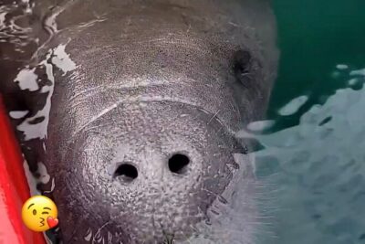 Blue Springs Manatee Tours & Wildlife Adventure Orlando