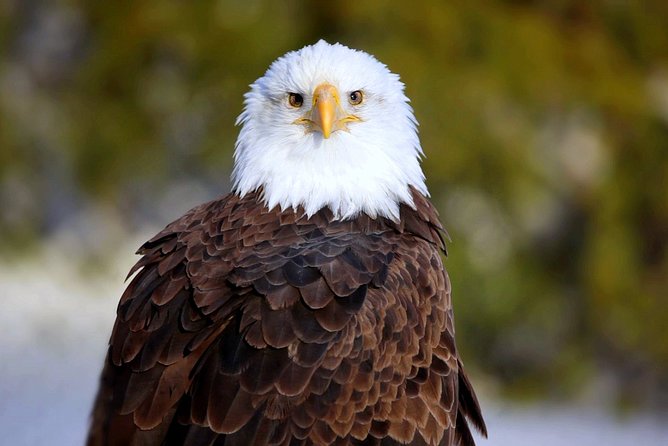 Central Florida Everglades Airboat Tour from Orlando with Pickup - Wild Florida: a broad animal park with a family focus