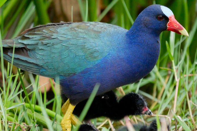 Central Florida Half-Day Private Birding Activity - 2 person max - Key things to know before you book