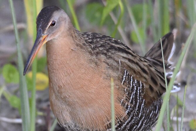 Central Florida Half-Day Private Birding Activity - 2 person max - Why this birding trip feels different from a city wildlife stop