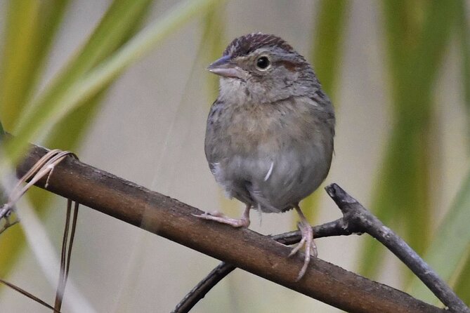 Central Florida Half-Day Private Birding Activity - 2 person max - Moving on to Joe Overstreet Landing