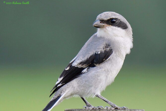 Central Florida Half-Day Private Birding Activity - 2 person max - A guide who can build the morning around you
