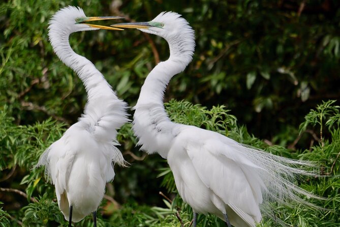 Central Florida Half-Day Private Birding Activity - 2 person max - What the $325 price really buys
