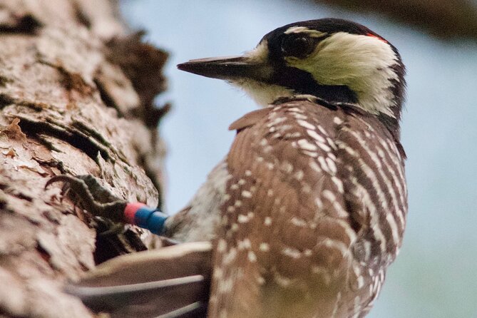 Central Florida Half-Day Private Birding Activity - 2 person max - Pickup, timing, and what to bring