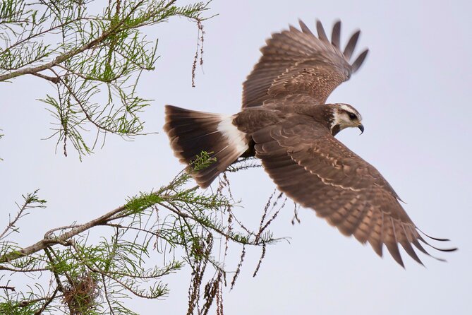 Central Florida Half-Day Private Birding Activity - 2 person max - Weather can shape the entire result