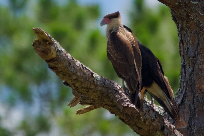Central Florida Half-Day Private Birding Activity - 2 person max - Who will get the most from this outing