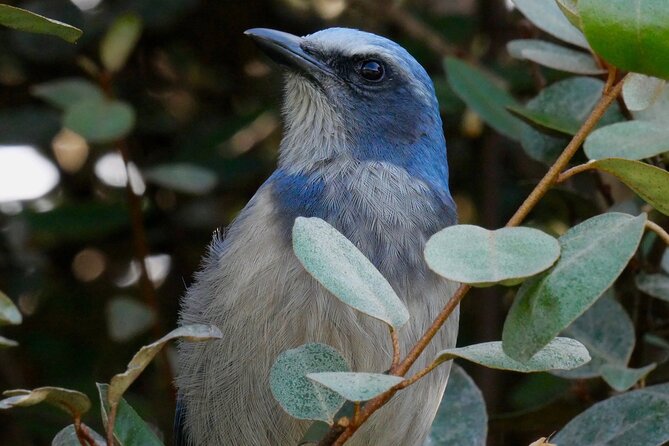 Central Florida Half-Day Private Birding Activity - 2 person max - Starting at Three Lakes Wildlife Management Area