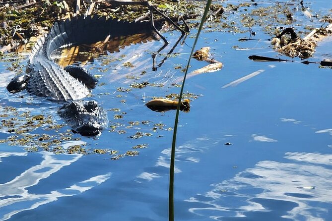 Central Florida's Airboat Rides - A short ride into Central Florida’s marsh country