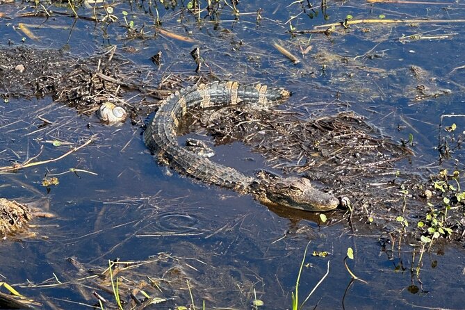 Central Florida's Airboat Rides - Who will enjoy this outing most?