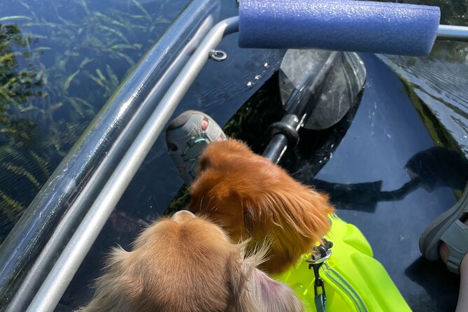 Clear Canoeing and Wildlife Sightseeing at Silver Springs - Boat limits, children, dogs, and comfort