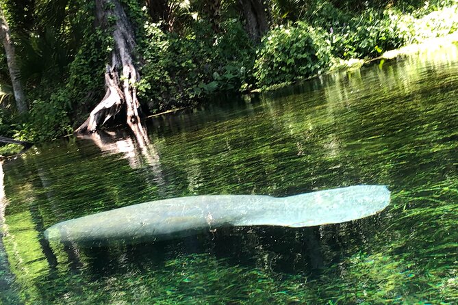 Clear Canoeing and Wildlife Sightseeing at Silver Springs - Your 90-minute route from launch to return