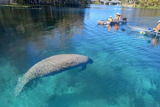 Clear Kayak or Paddleboard Manatee Adventure - Key points at a glance